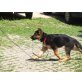 Deutscher Schäferhund Welpen - Rüde