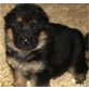Deutscher Schäferhund Welpen - Rüde