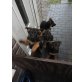 Deutscher Schäferhund Welpen - Rüde