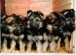 Deutscher Schäferhund Welpen - Rüde