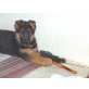 Deutscher Schäferhund Welpen - Rüde