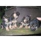 Deutscher Schäferhund Welpen - Rüde