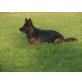 Deutscher Schäferhund Welpen - Rüde