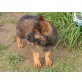 Deutscher Schäferhund Welpen - Rüde
