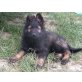 Deutscher Schäferhund Welpen - Rüde