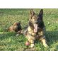 Deutscher Schäferhund Welpen - Rüde