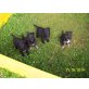 Deutscher Schäferhund Welpen - Rüde