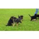 Deutscher Schäferhund Welpen - Rüde