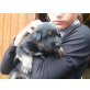 Deutscher Schäferhund Welpen - Rüde