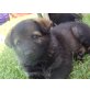 Deutscher Schäferhund Welpen - Rüde