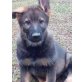 Deutscher Schäferhund Welpen - Rüde