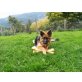 Deutscher Schäferhund Welpen - Rüde
