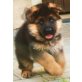 Deutscher Schäferhund Welpen - Rüde