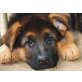 Deutscher Schäferhund Welpen - Rüde
