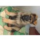 Deutscher Schäferhund Welpen - Rüde