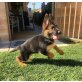 Deutscher Schäferhund Welpen - Rüde