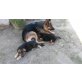 Deutscher Schäferhund Welpen - Rüde