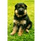 Deutscher Schäferhund Welpen - Rüde