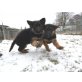 Deutscher Schäferhund Welpen - Rüde