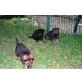 Deutscher Schäferhund Welpen - Rüde