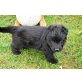 Deutscher Schäferhund Welpen - Rüde
