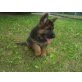 Deutscher Schäferhund Welpen - Rüde