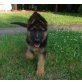 Deutscher Schäferhund Welpen - Rüde