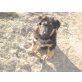 Deutscher Schäferhund Welpen - Rüde