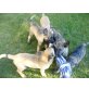 Deutscher Schäferhund Welpen - Rüde
