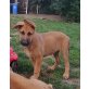 Deutscher Schäferhund und Malinoi Welpen - Rüde