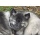 Deutscher Wolfsspitz Welpen - Hündin