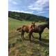 Deutsches Reitpony / Pinto Mix - Stute