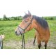 Deutsches Reitpony - Stute