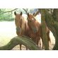 Deutsches Reitpony - Stute