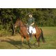 Deutsches Reitpony - Stute