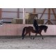 Deutsches Reitpony - Wallach