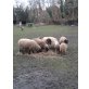 Deutsches schwarzköpfiges Fleischschaf - weiblich