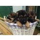 Deutschland-Schäferhund, Deutscher Schäferhund - Rüde