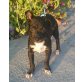 Devil, Chihuahua-Pinscher-Mix Welpen - Rüde