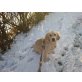 Devil, Golden Retriever - Rüde