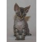 Devon Rex - Kater