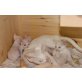 Devon Rex - Kater