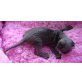 Devon Rex - Kater
