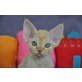 Devon Rex - Katze