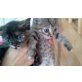 Devon Rex - Katze