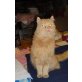 Dewey II , Mischling - Kater