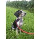 Dexter, Collie - Bracke - Mix Welpen - Rüde