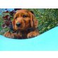 Dexter, Irish Setter Welpen - Rüde