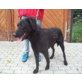 Dexter, Labrador Mix  sucht Familie - Rüde