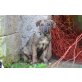 Dexter, Schäferhund-? - Rüde